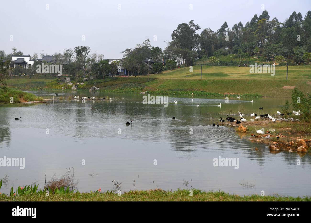 (181206) -- NANNING, 6. Dezember 2018 -- Foto aufgenommen am 6. Dezember 2018 zeigt Schwäne im Park, wo die 12. China International Garden Expo in Nanning, der Hauptstadt der südchinesischen autonomen Region Guangxi Zhuang, stattfindet. Die expo wurde am Donnerstag in Nanning eröffnet. An der Veranstaltung, die sechs Monate dauern wird, nahmen 44 chinesische Städte sowie 19 Städte aus Mitgliedern des Verbandes Südostasiatischer Nationen (ASEAN) und Länder entlang der Gürtel- und Straßenrouten Teil, so das Organisationskomitee der expo. Die expo soll zu einer umfassenden internationalen Plattform für die Präsentation werden Stockfoto