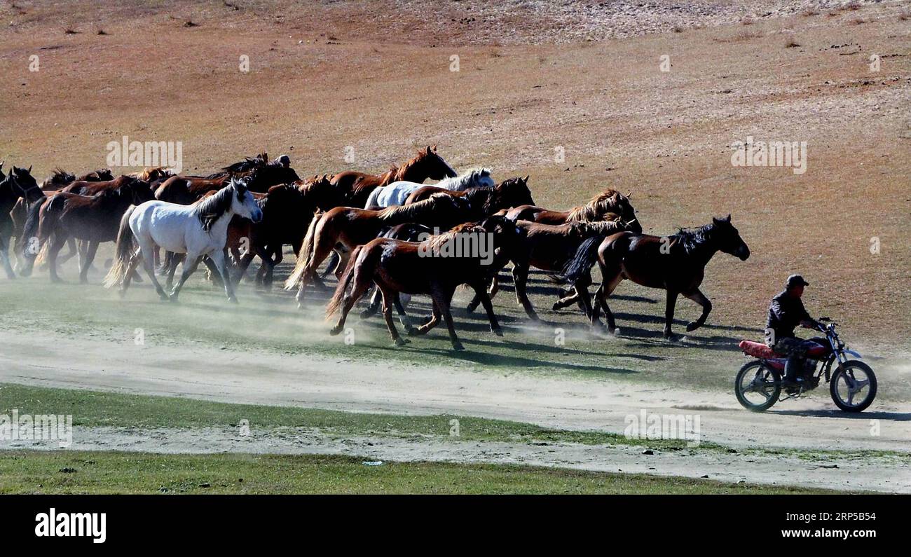 (181207) -- PEKING, 7. Dezember 2018 (Xinhua) -- Ein Hirte, der auf dem Motorrad reitet, führt Pferde auf Transhumance in Chifeng, Nordchinas Autonome Region Innere Mongolei. September 2011. In den letzten 40 Jahren haben technologische Fortschritte weitreichende Veränderungen in den riesigen Grasflächen der Autonomen Region Innere Mongolei bewirkt, die mehr als 12 Prozent der chinesischen Landfläche einnimmt. Technologien, die von automatischen Fütterungs- und Trinkmaschinen bis hin zu intelligenten Zäunen und ferngesteuerten Bewässerungssystemen reichen, haben nicht nur das Leben der Hirten erleichtert, sondern auch ihr Einkommen erhöht und viele Menschen von der Erde befreit Stockfoto