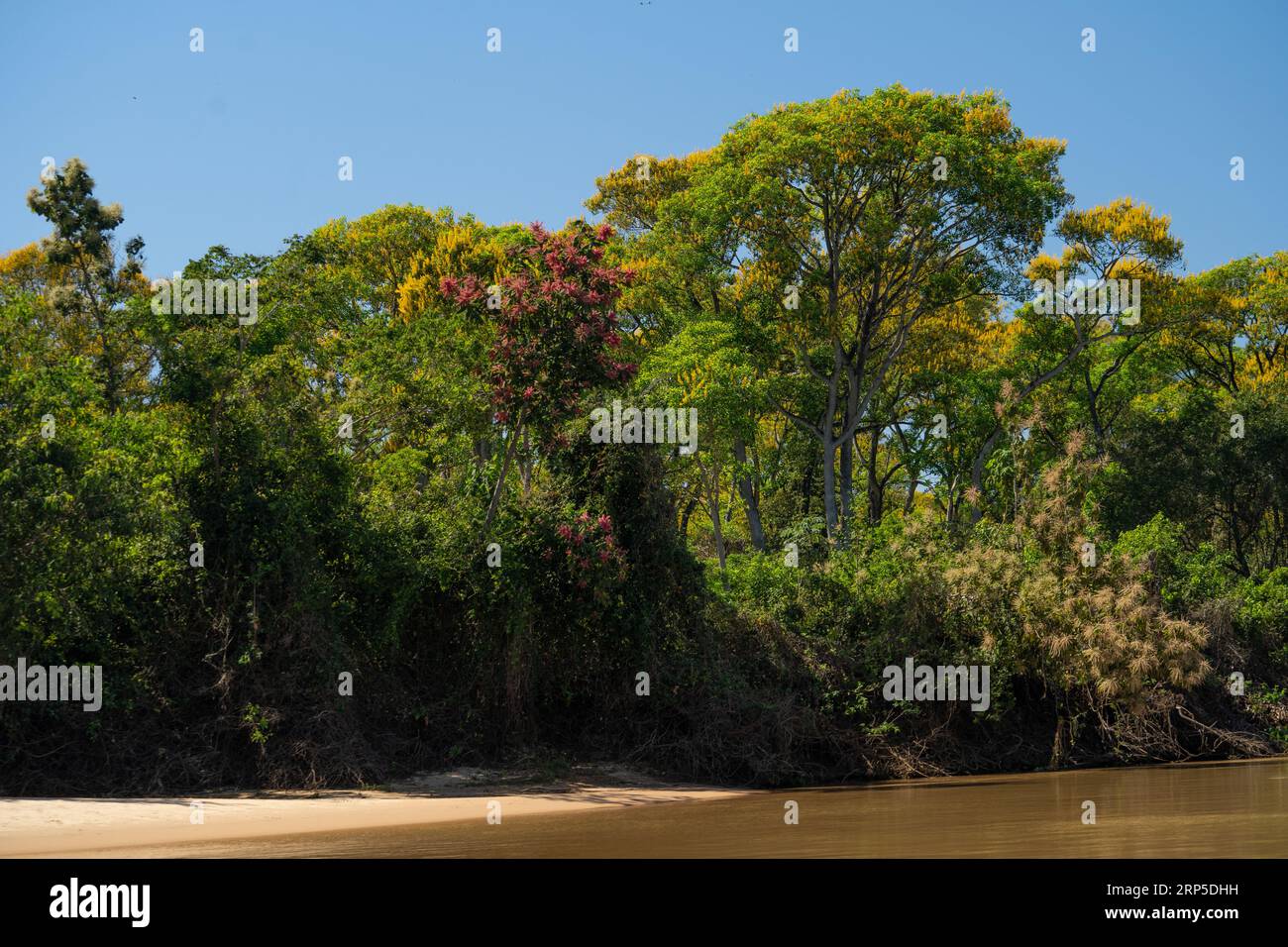 Üppige Ufervegetation im Cuiaba River im brasilianischen Pantanal. Stockfoto