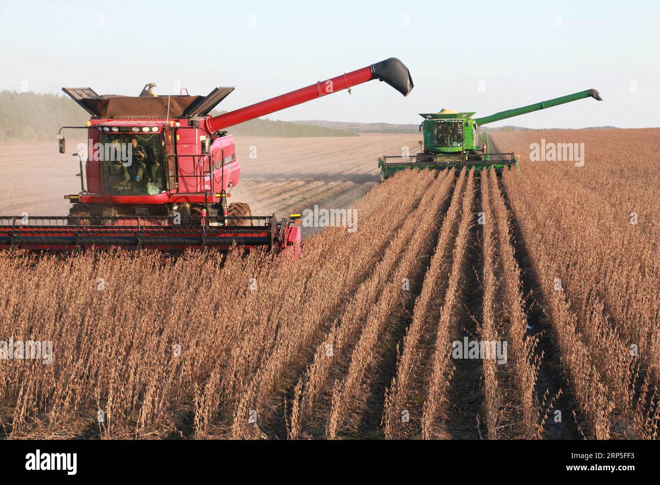 (181213) -- PEKING, 13. Dezember 2018 -- Bauern treiben Erntemaschinen an, um Sojabohnen auf einer Farm in Heihe, nordöstliche chinesische Provinz Heilongjiang, 20. September 2018 zu sammeln. China hat beschlossen, die maschinelle Landwirtschaft und die Modernisierung von Landmaschinen zu fördern, so die Exekutivsitzung des Staatsrats unter dem Vorsitz von Premierminister Li Keqiang am Mittwoch. Auf dem Treffen hieß es, dass eine Beschleunigung der Arbeit, wie sie von der ländlichen Vitalisierungsstrategie des Landes gefordert wird, China wesentliche Unterstützung bei der Modernisierung der Landwirtschaft bieten würde, den Landwirten die Möglichkeit geben würde, ihr Einkommen zu erhöhen und den inlandsmarkt weiter auszubauen Stockfoto