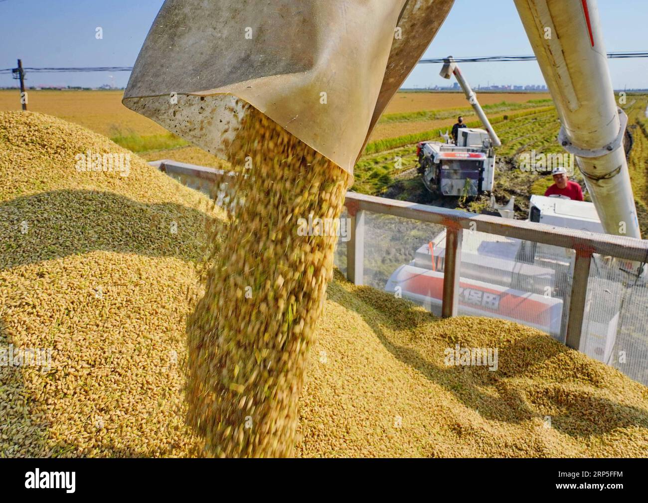 (181213) -- PEKING, 13. Dezember 2018 -- Landwirte fahren landwirtschaftliche Maschinen, um Reis auf dem Feld in der Wangtan Township von Tangshan, nordchinesische Provinz Hebei, 26. September 2018 zu ernten. China hat beschlossen, die maschinelle Landwirtschaft und die Modernisierung von Landmaschinen zu fördern, so die Exekutivsitzung des Staatsrats unter dem Vorsitz von Premierminister Li Keqiang am Mittwoch. Auf dem Treffen hieß es, dass eine Beschleunigung der Arbeit, wie sie von der ländlichen Vitalisierungsstrategie des Landes gefordert wird, China wesentliche Unterstützung bei der Modernisierung der Landwirtschaft bieten würde, den Landwirten die Möglichkeit geben würde, ihr Einkommen zu erhöhen und weiter zu wachsen Stockfoto