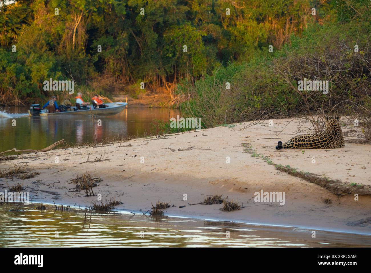 Ein Jaguar beobachtet Ökotouristen im Pantanal, Brasilien. Stockfoto