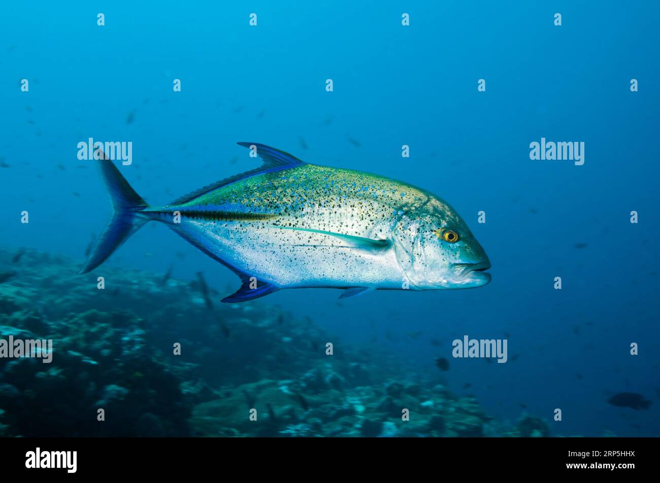 Bluefin Trevally (Caranx Melampygus).  Komodo, Indonesien. Stockfoto