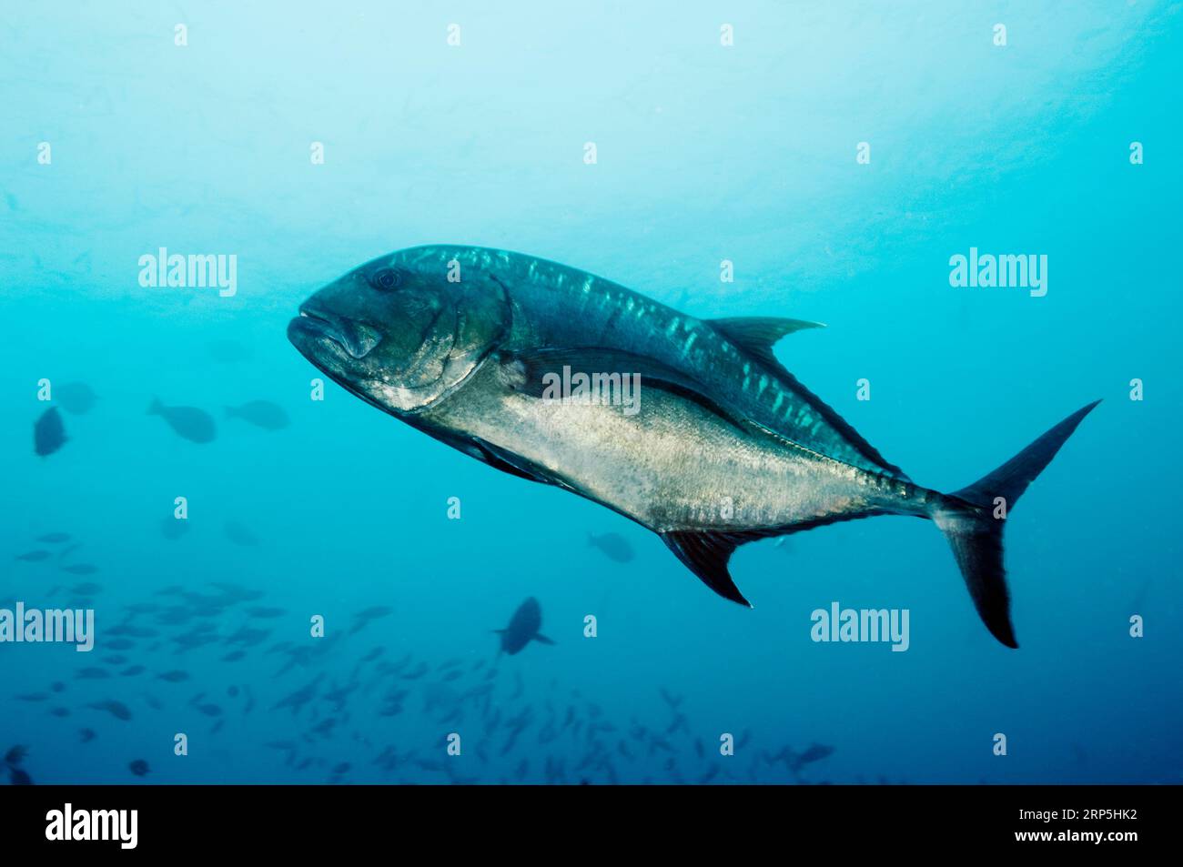 Riesentrevally (Caranx ignobilis). Rinca, Komodo-Nationalpark, Indonesien. Stockfoto