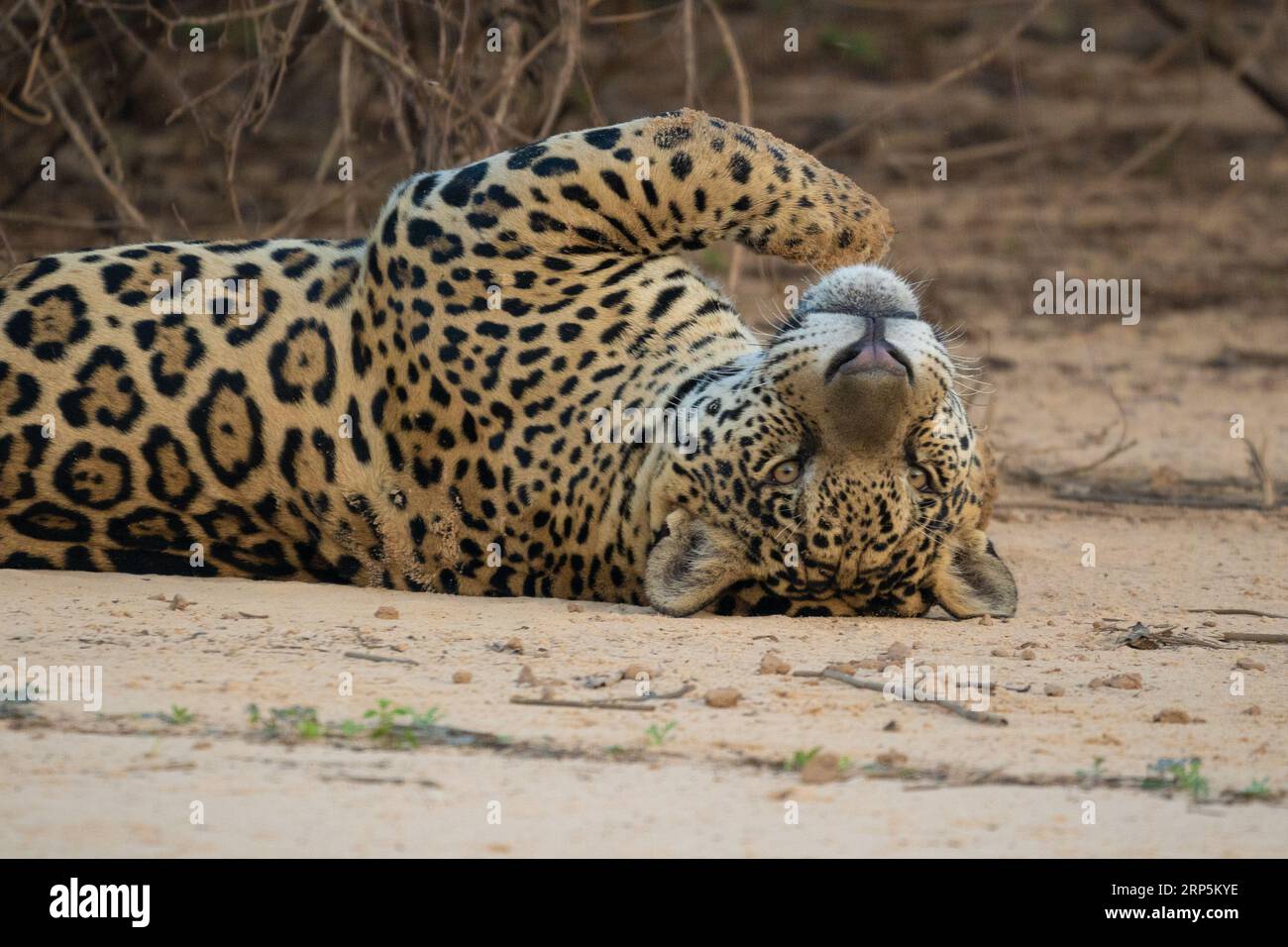 Ein erwachsener Jaguar, der sich an einem Strand im Cuiaba-Fluss ausruht. Stockfoto