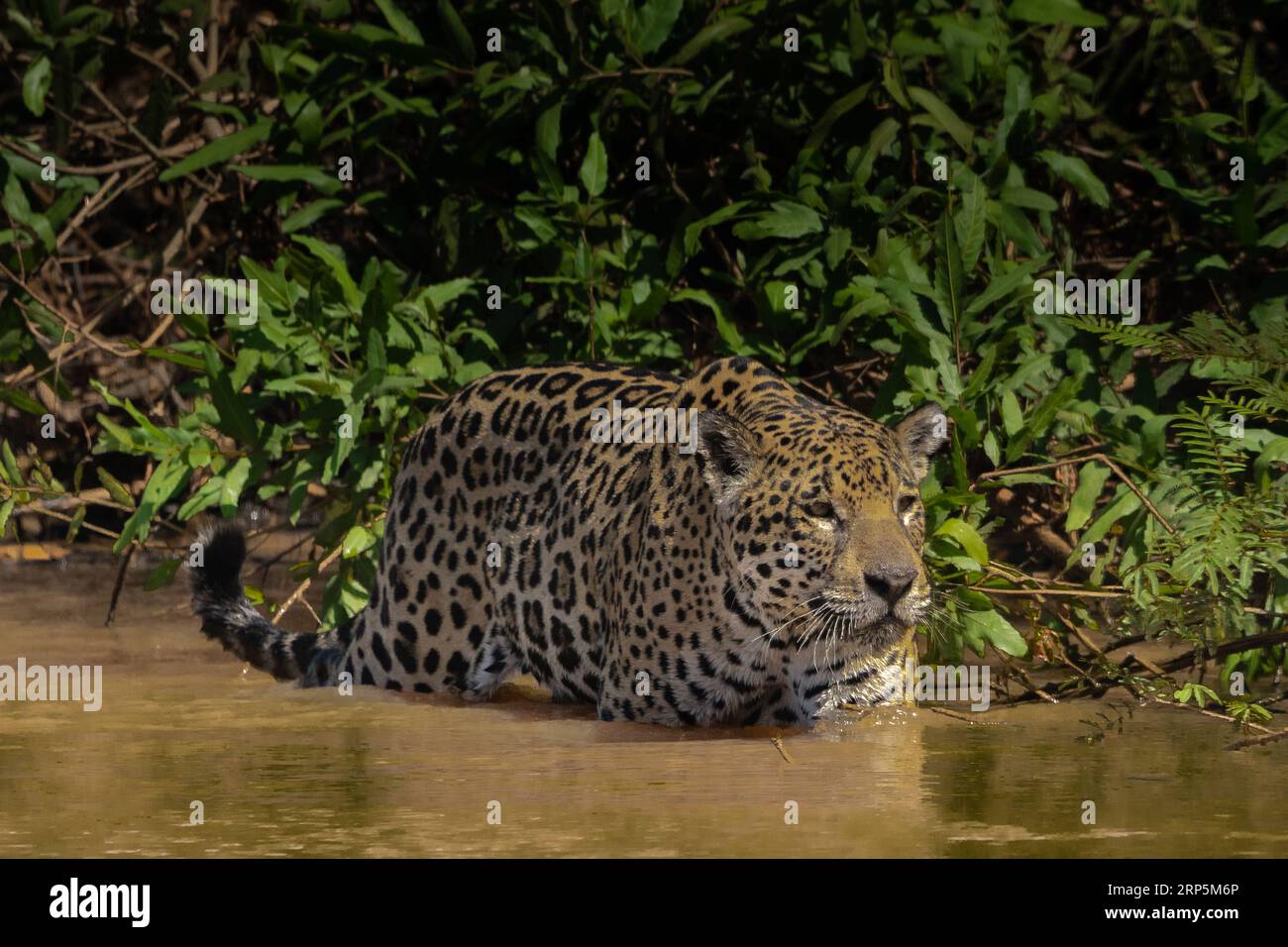 Ein erwachsener jaguar jagt auf dem Cuiaba River in Brasilien. Stockfoto