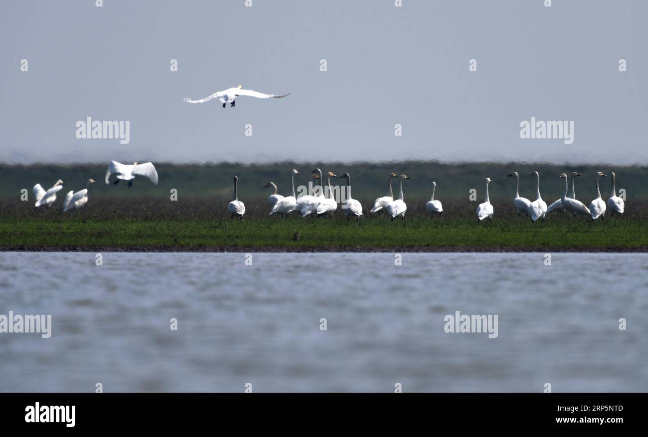 (181220) -- CHANGSHA, 20. Dezember 2018 -- Schwäne werden in einem Demonstrationsgebiet zur ökologischen Sanierung im Gebiet Dongting Lake, Provinz Hunan in Zentralchina, 26. Februar 2018 gesehen. Das Sammeln von Boden im Frühjahr, das Testen von Seenwasser im Sommer, die Untersuchung von Pflanzen im Herbst und die Beobachtung von Zugvögeln im Winter umrissen fast zehn Jahre saisonalen Zyklus des täglichen Lebens namenloser wissenschaftlicher Forscher im Gebiet des Dongting Lake. Sie haben hart daran gearbeitet, Lösungen für den Schutz der Umwelt und der biologischen Vielfalt zu finden. Die Wissenschaftlerinnen und Wissenschaftler der Chinesischen Akademie der Wissenschaften (CAS) wurden gepriesen Stockfoto