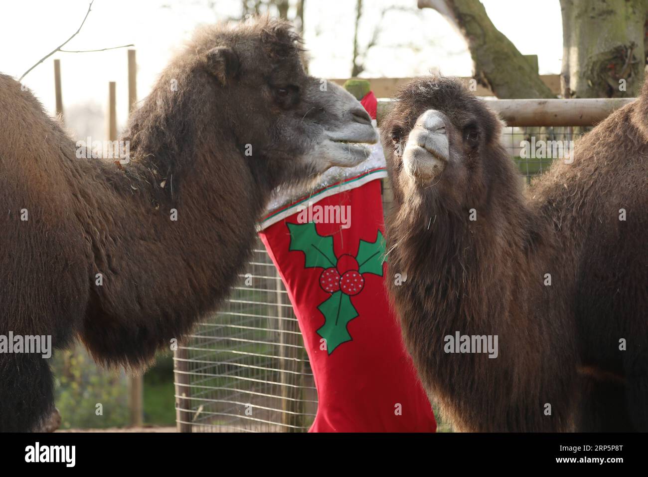 (181220) -- LONDON, 20. Dezember 2018 -- Bactrische Kamele genießen ihr Frühstück in einer übergroßen Strumpfhose während eines Animal Adventures dieses Weihnachtsfotocall im Zoological Society of London (ZSL) London Zoo, in London, Großbritannien, am 20. Dezember 2018. Die Tierpfleger des ZSL London Zoo bereiteten am Donnerstag einige saisonale Überraschungen für die Bewohner des Zoos vor. ) GROSSBRITANNIEN-LONDON-ZSL LONDON ZOO-CHRISTMAS TREAT ISABELXINFANTES PUBLICATIONXNOTXINXCHN Stockfoto