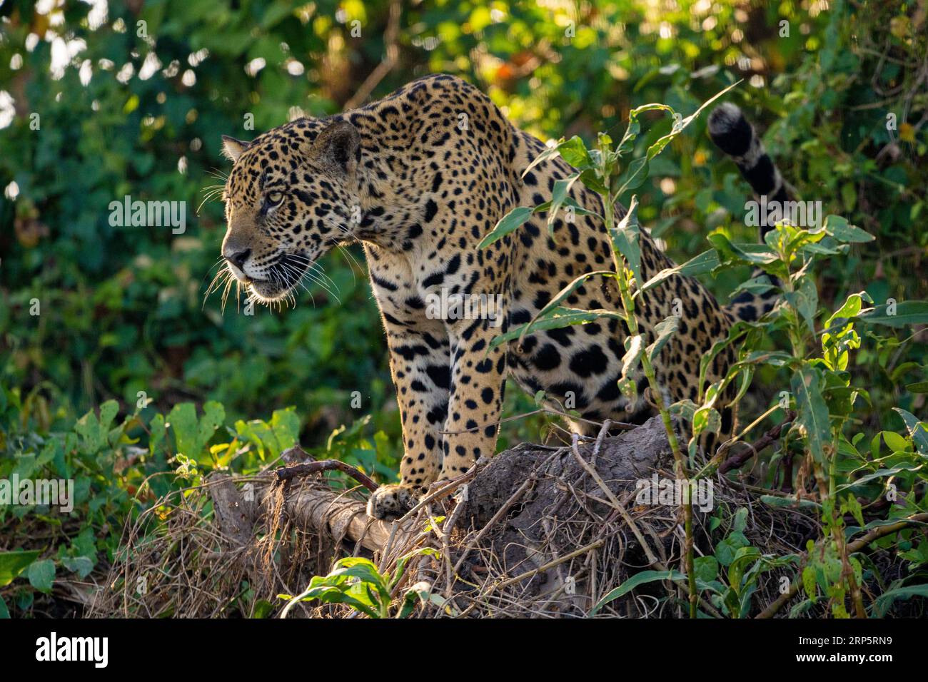 Erwachsener Jaguard auf der Suche nach einer Beute. Stockfoto