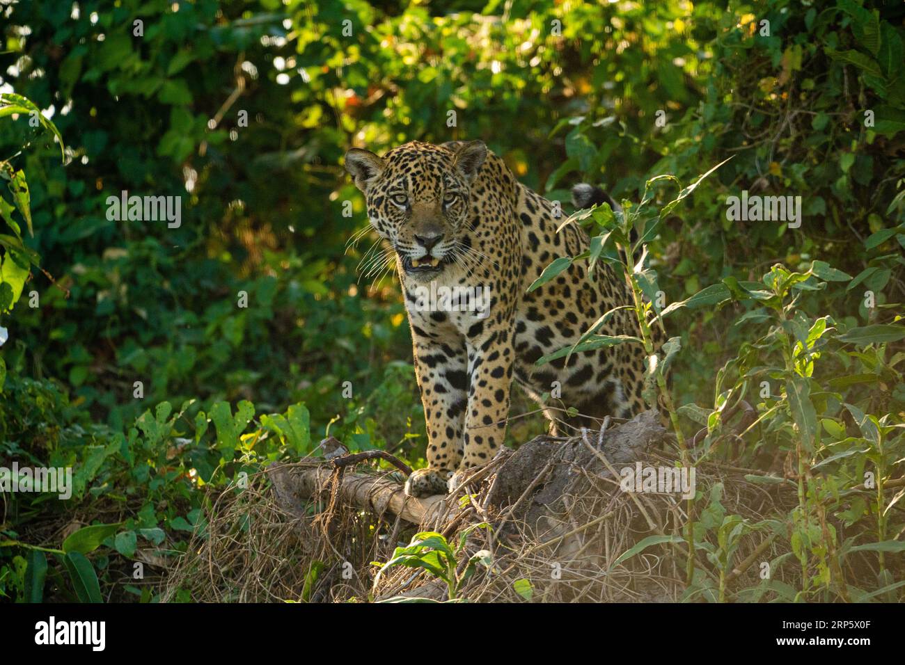 Erwachsener Jaguar ( Panthera onca ). Stockfoto