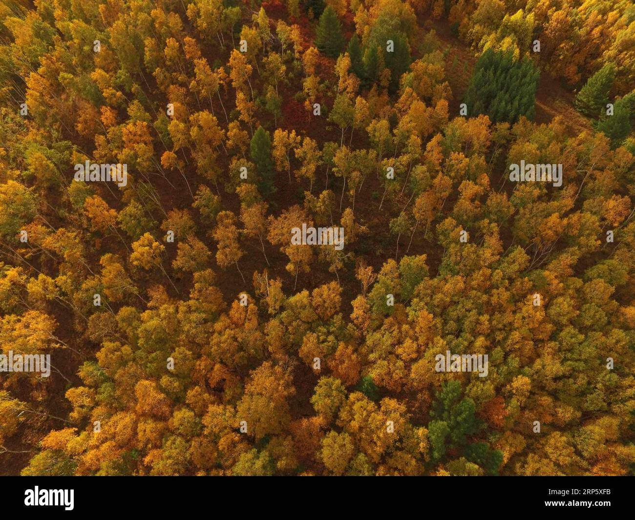 (181226) -- PEKING, 26. Dezember 2018 -- Luftaufnahme aufgenommen am 22. September 2017 zeigt die Herbstlandschaft des Saihanba State Forest Park in Chengde City, nordchinesische Provinz Hebei. Saihanba ist ein weitläufiger Wald mit einer Fläche von fast 75.000 Hektar. Es war vor 55 Jahren ein Stück karges Land, aber Jahrzehnte harter Aufforstungsmaßnahmen machten es zu einem wichtigen ökologischen Schild für Peking und Tianjin. China hat seit 1978 dank des Three-North-Aufforstungsprogramms (TNAP) eine geringere Wüstenbildung und eine erhöhte Waldbedeckung erlebt, so ein am 24. Dezember 2018 veröffentlichter Bericht. Gebaut im Norden Stockfoto