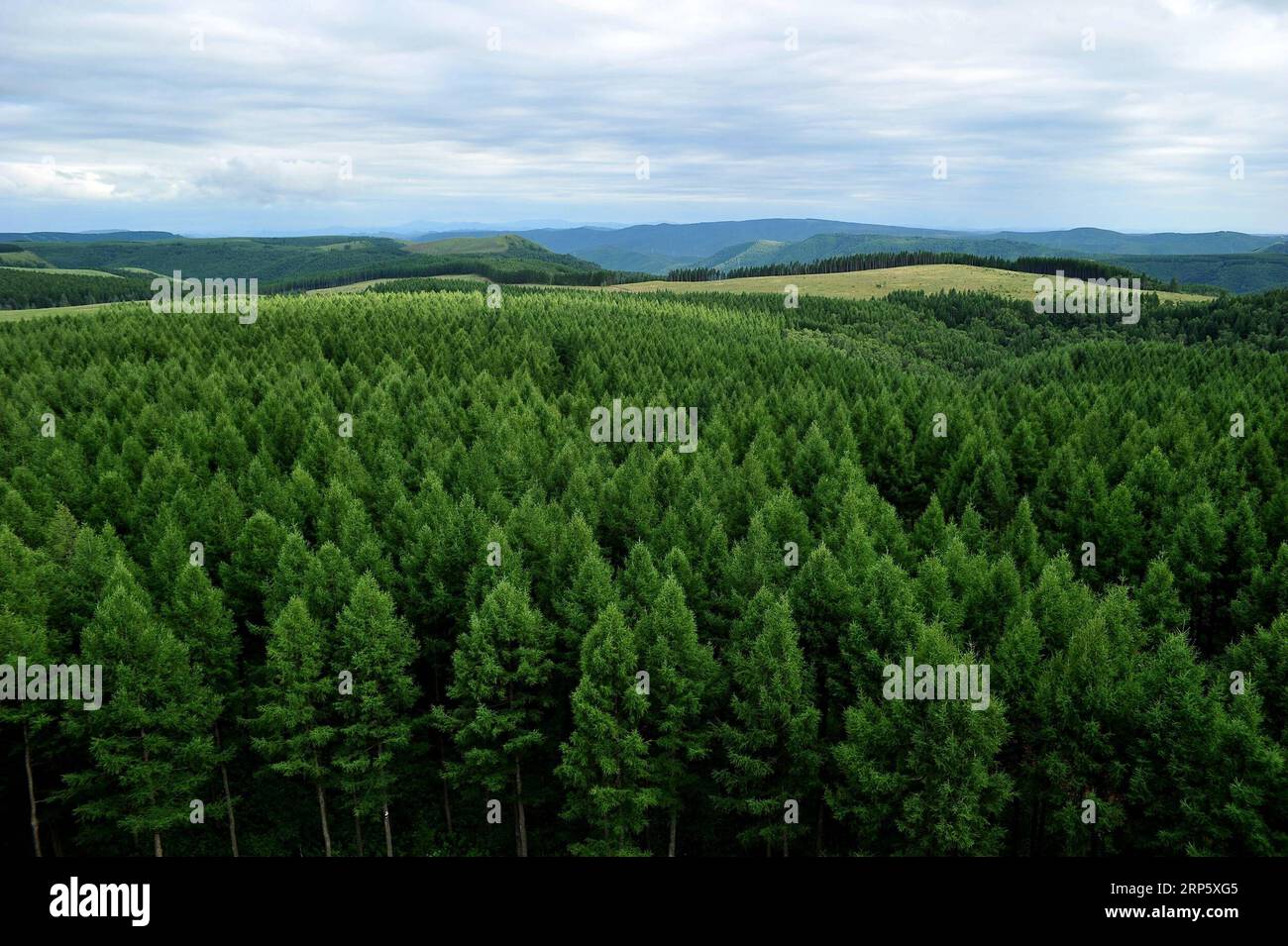 (181226) -- PEKING, 26. Dezember 2018 -- Foto aufgenommen am 28. Juli 2018 zeigt die Landschaft des Saihanba State Forest Park in Chengde, nordchinesische Provinz Hebei. Saihanba ist ein weitläufiger Wald mit einer Fläche von fast 75.000 Hektar. Es war vor 55 Jahren ein Stück karges Land, aber Jahrzehnte harter Aufforstungsmaßnahmen machten es zu einem wichtigen ökologischen Schild für Peking und Tianjin. China hat seit 1978 dank des Three-North-Aufforstungsprogramms (TNAP) eine geringere Wüstenbildung und eine erhöhte Waldbedeckung erlebt, so ein am 24. Dezember 2018 veröffentlichter Bericht. Errichtet im Nordosten, Norden und Norden Stockfoto