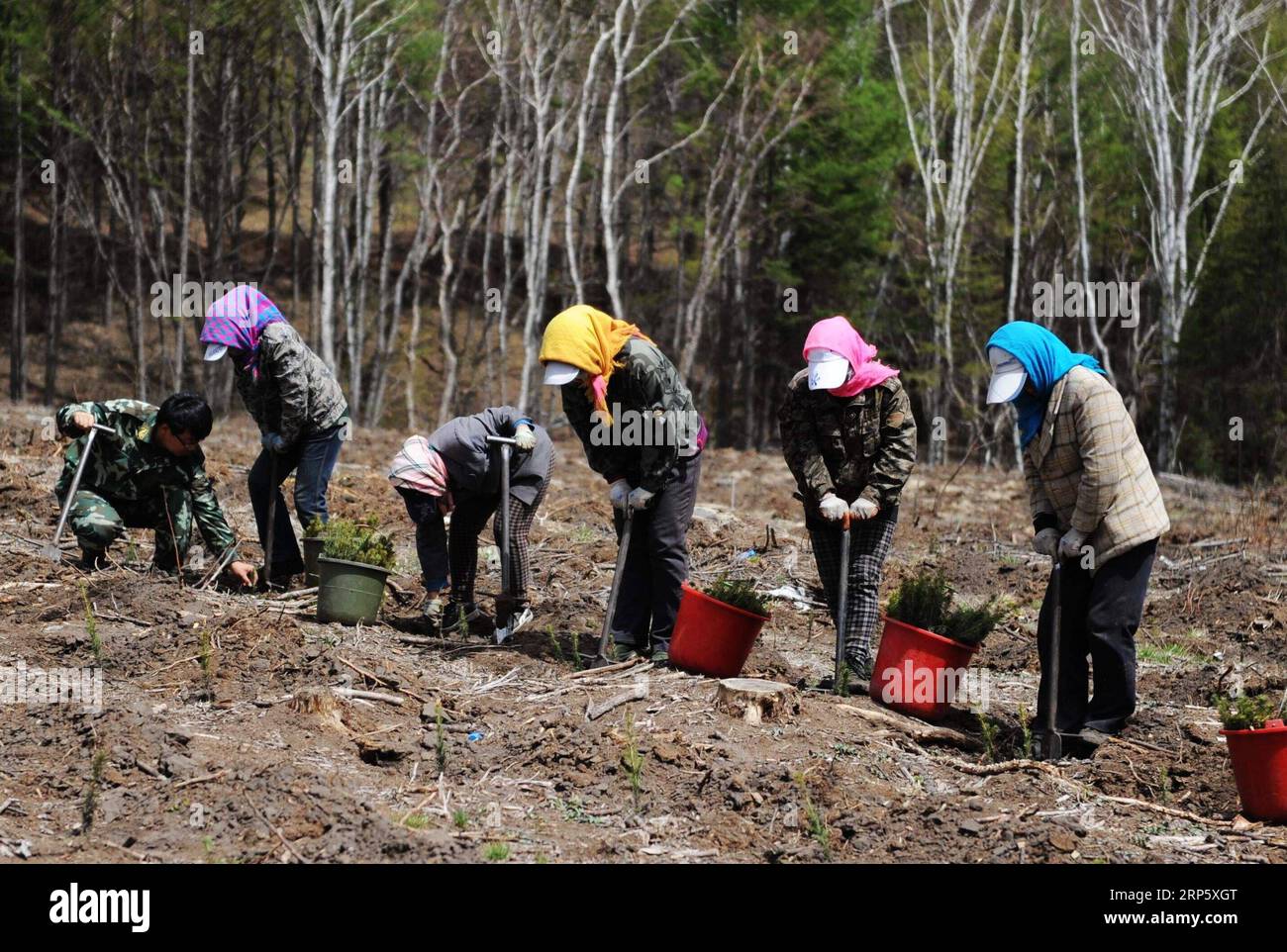(181226) -- PEKING, 26. Dezember 2018 (Xinhua) -- Mitarbeiter Pflanzen Bäume im Saihanba-Wald in Weichang man und dem mongolischen Autonomen Kreis Chengde, Provinz Hebei, 13. Mai 2014. Saihanba ist ein weitläufiger Wald mit einer Fläche von fast 75.000 Hektar. Es war vor 55 Jahren ein Stück karges Land, aber Jahrzehnte harter Aufforstungsmaßnahmen machten es zu einem wichtigen ökologischen Schild für Peking und Tianjin. China hat seit 1978 dank des Three-North-Aufforstungsprogramms (TNAP) eine geringere Wüstenbildung und eine erhöhte Waldbedeckung erlebt, so ein am 24. Dezember 2018 veröffentlichter Bericht. C Stockfoto