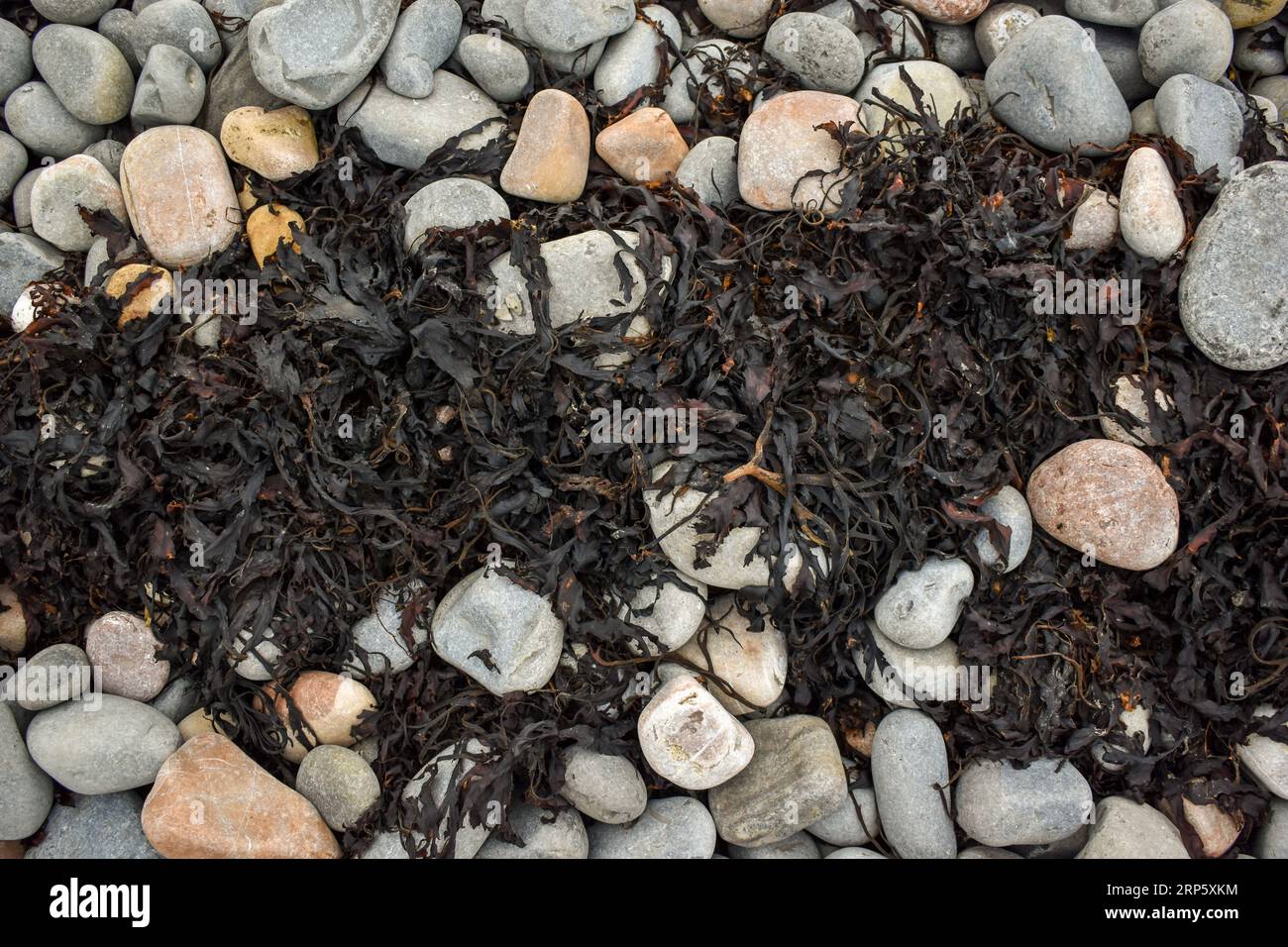 Einige dunkelbraune Algen, die bei Ebbe an einem Strand in Wales zwischen hellgrauen Steinen lagen. Stockfoto