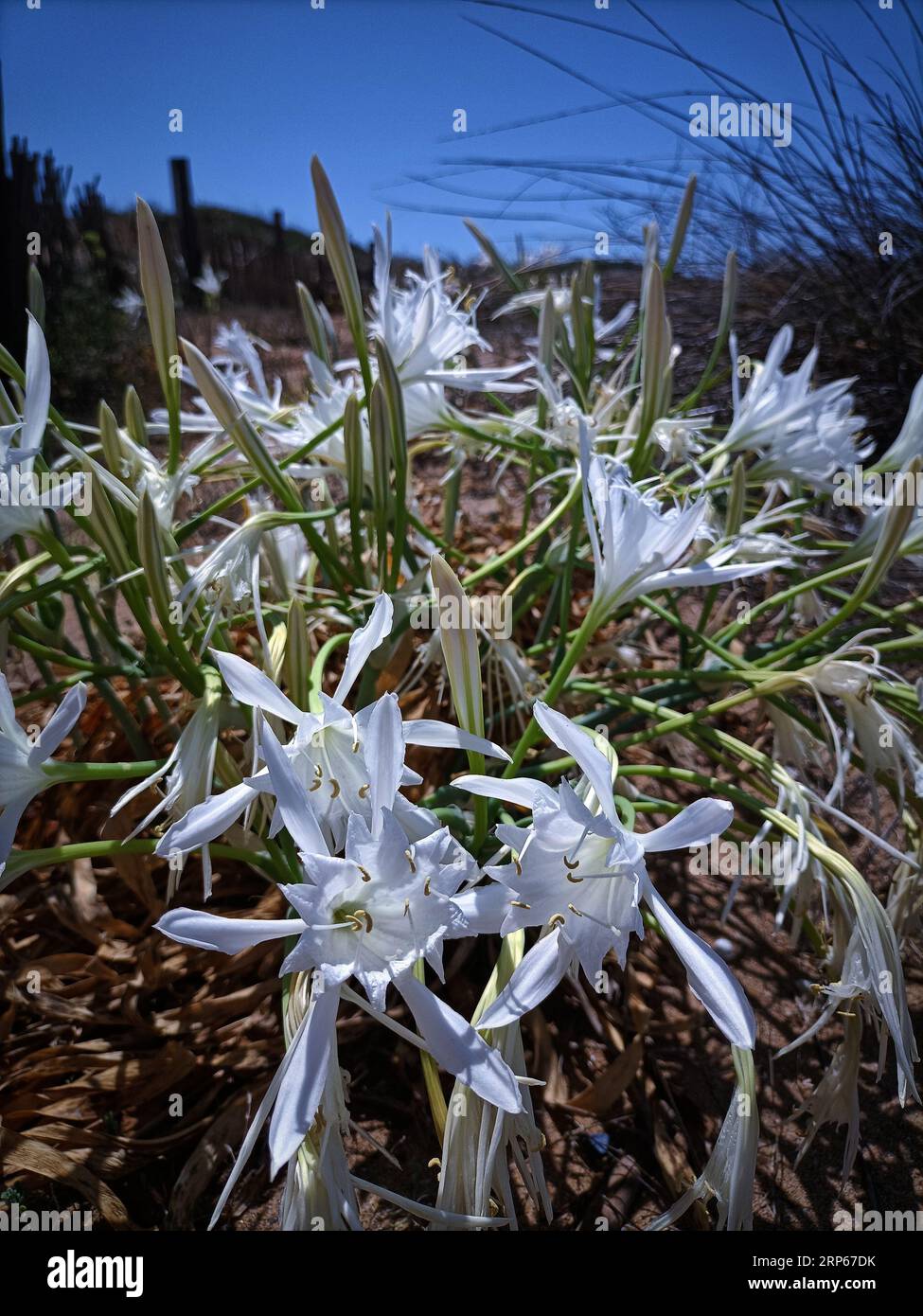 Weiße Narzissenblume in Strandsanddüne, die Küstenlandschaft von Sardegna Stockfoto