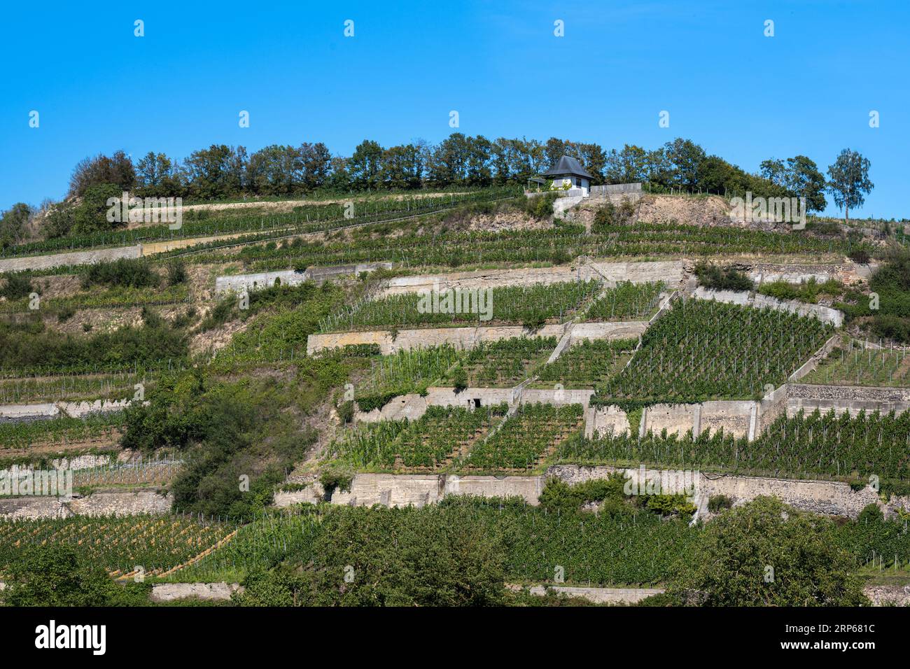 Weinberge bei Ihringen, Kaiserstuhl. Breisgau, Baden-Württemberg, Deutschland, Europa Stockfoto