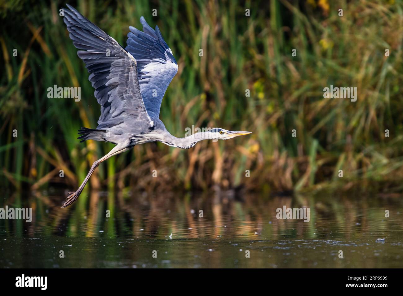 Gray Heron, Ardea cinerea Vogel im Flug Stockfoto