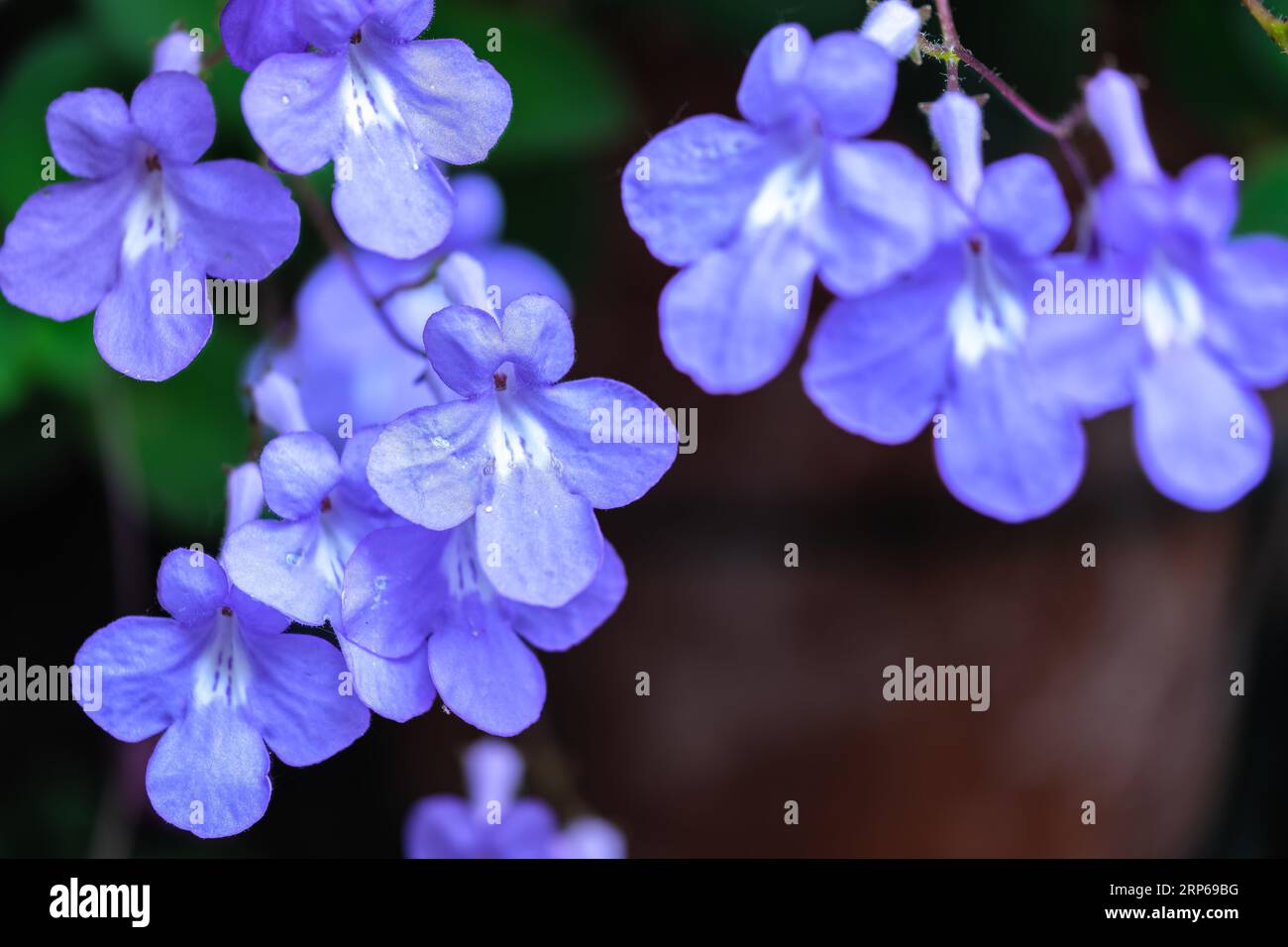 Falsches afrikanisches Violett oder Streptocarpus saxorum mit hellblauen Blüten auf dunkelgrünem Hintergrund, im Allgemeinen einfach als Streptocarpus oder Stre bezeichnet Stockfoto