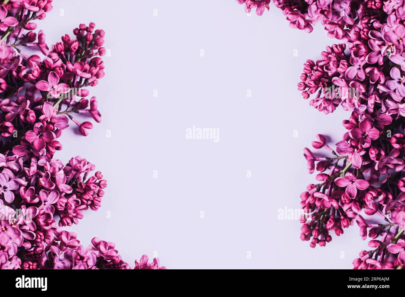 Rahmen aus fliederigen Blumen auf violettem Hintergrund. Urlaubskonzept. Ansicht von oben, flach, Kopierbereich. Stockfoto