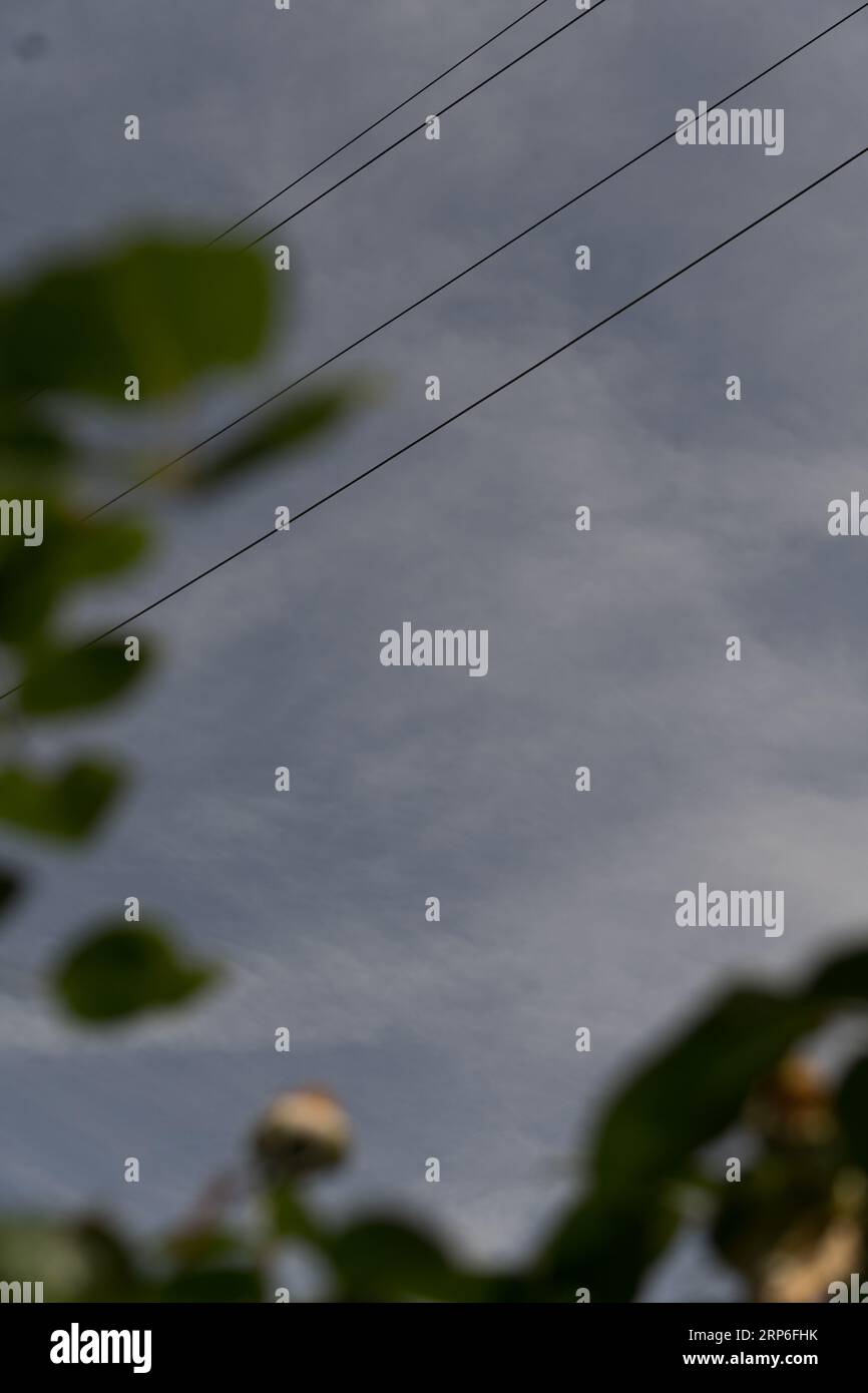 Elektrokabel mit Kräutern im Vordergrund Stockfoto
