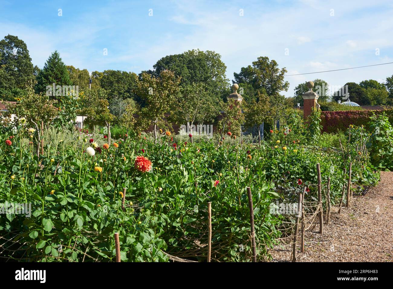 Essbare Pflanzen und Blumen im historischen Küchengarten aus dem 17. Jahrhundert auf dem Gelände um Chiswick House, Chiswick, London UK Stockfoto