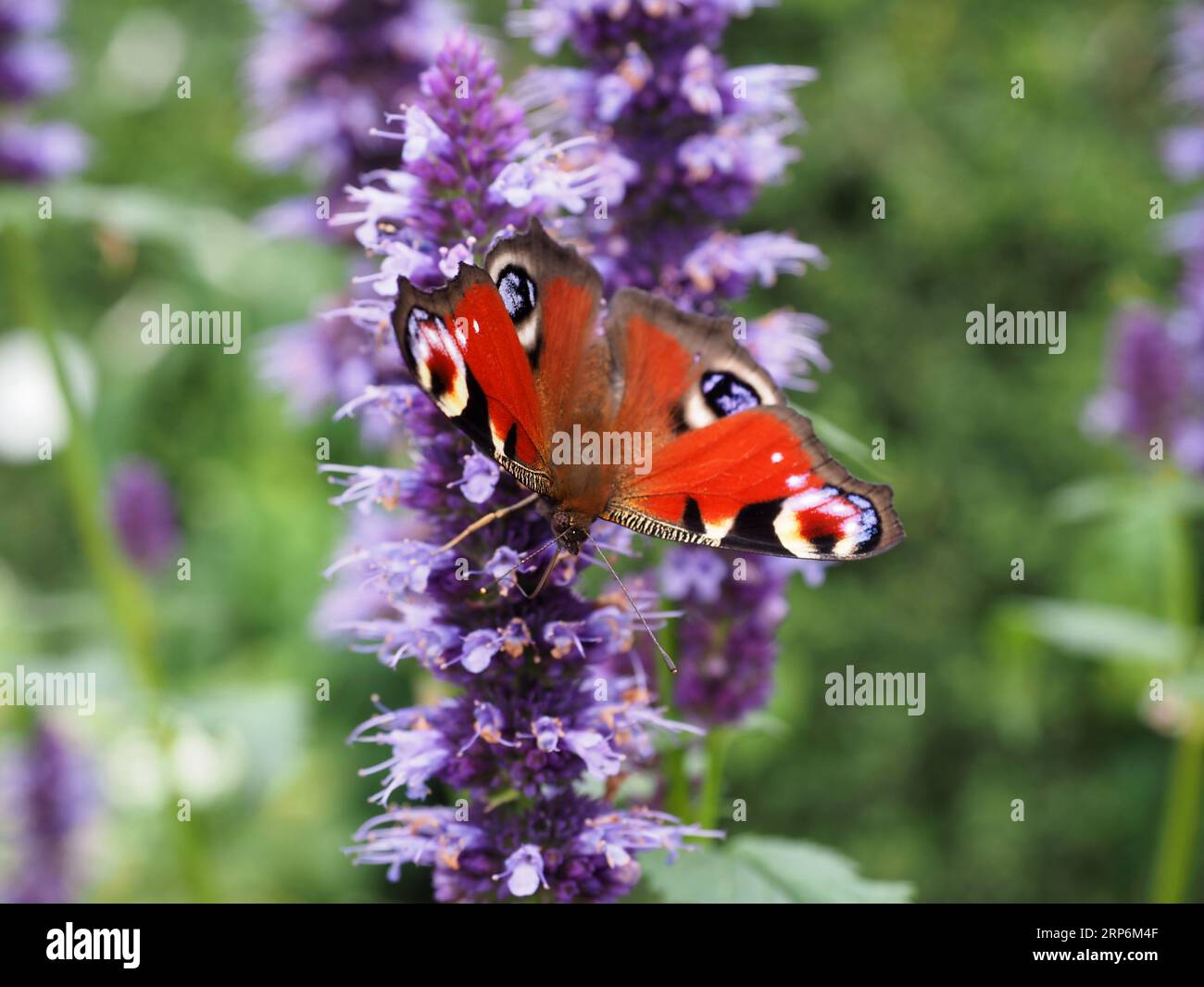 Pfau-Schmetterling auf Anis-Hysop Stockfoto