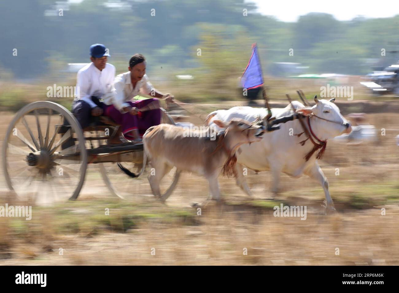 (190116) -- THEGONE, 16. Januar 2019 -- Dorfbewohner nehmen am 16. Januar 2019 an einem Farren-Karren-Rennen im Township Thegone im Bezirk Pyay in der Region Bago, Myanmar, Teil. U Aung) MYANMAR-THEGONE-BULLOCK CART RACING yangon PUBLICATIONxNOTxINxCHN Stockfoto