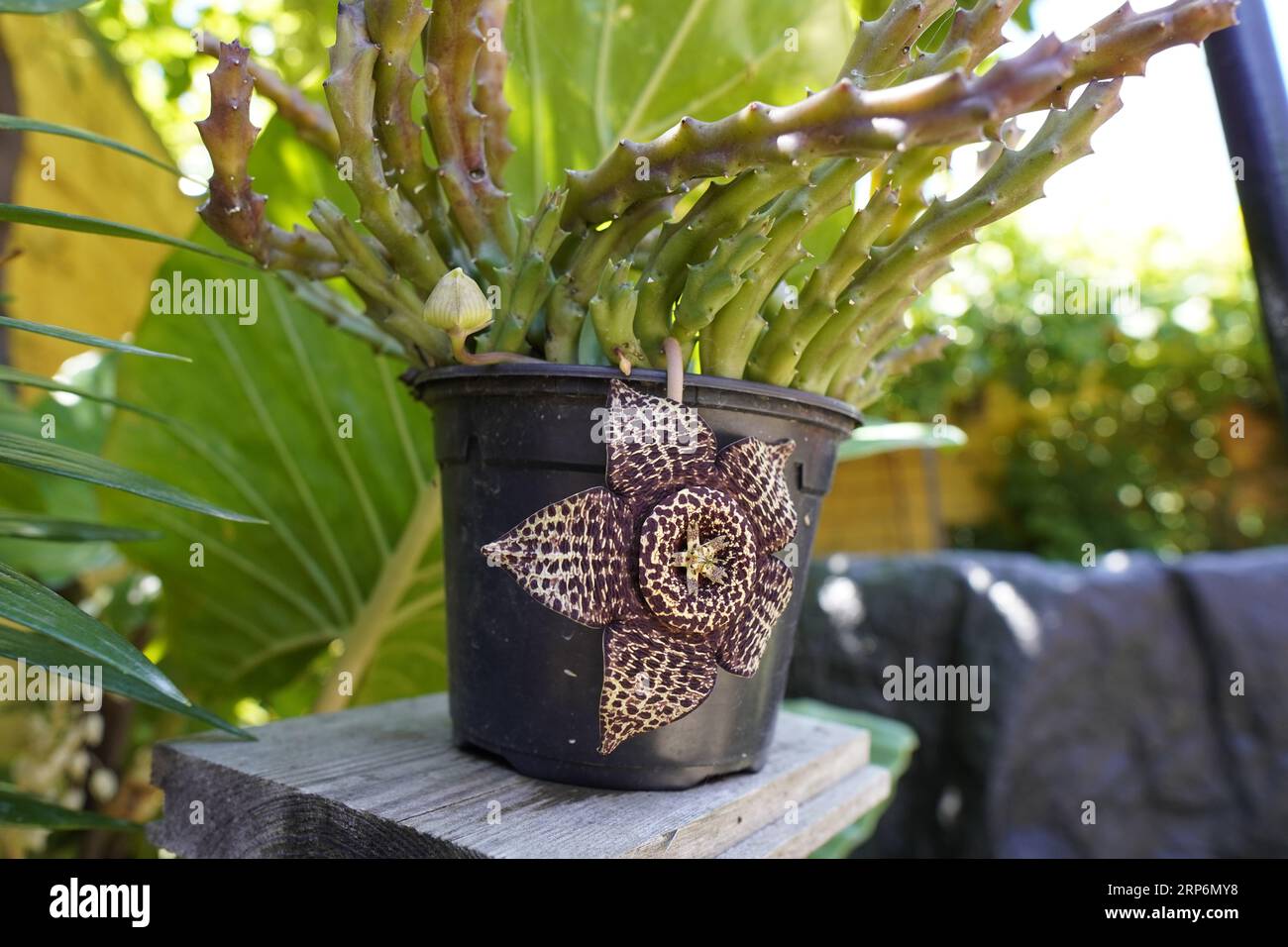 Orbea variegata Stockfoto