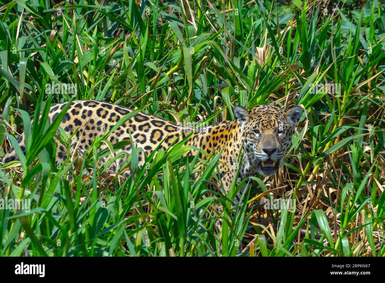 Jaguar für Erwachsene auf der Jagd im Pantanal. Stockfoto