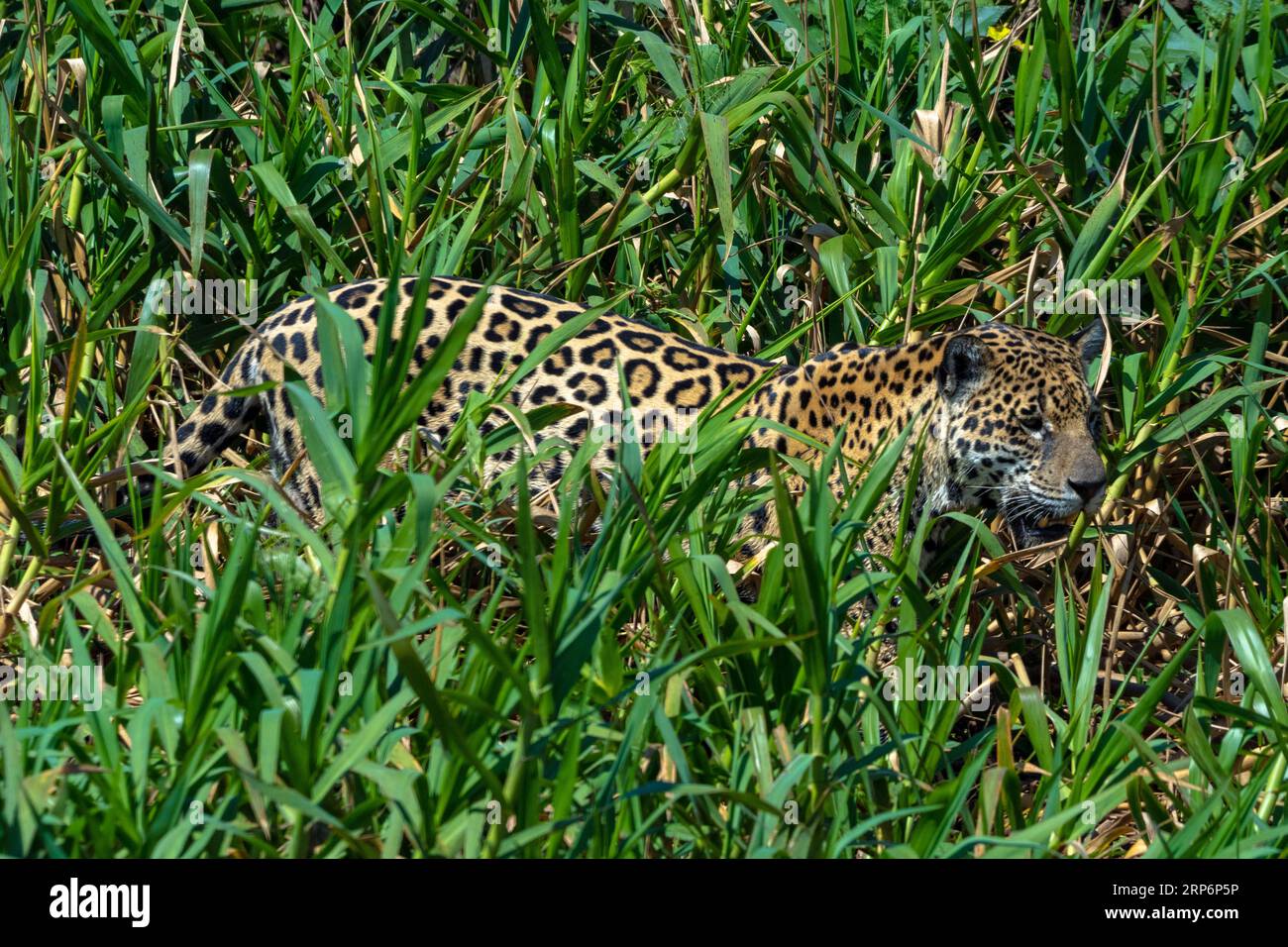 Erwachsener Jaguar. Stockfoto