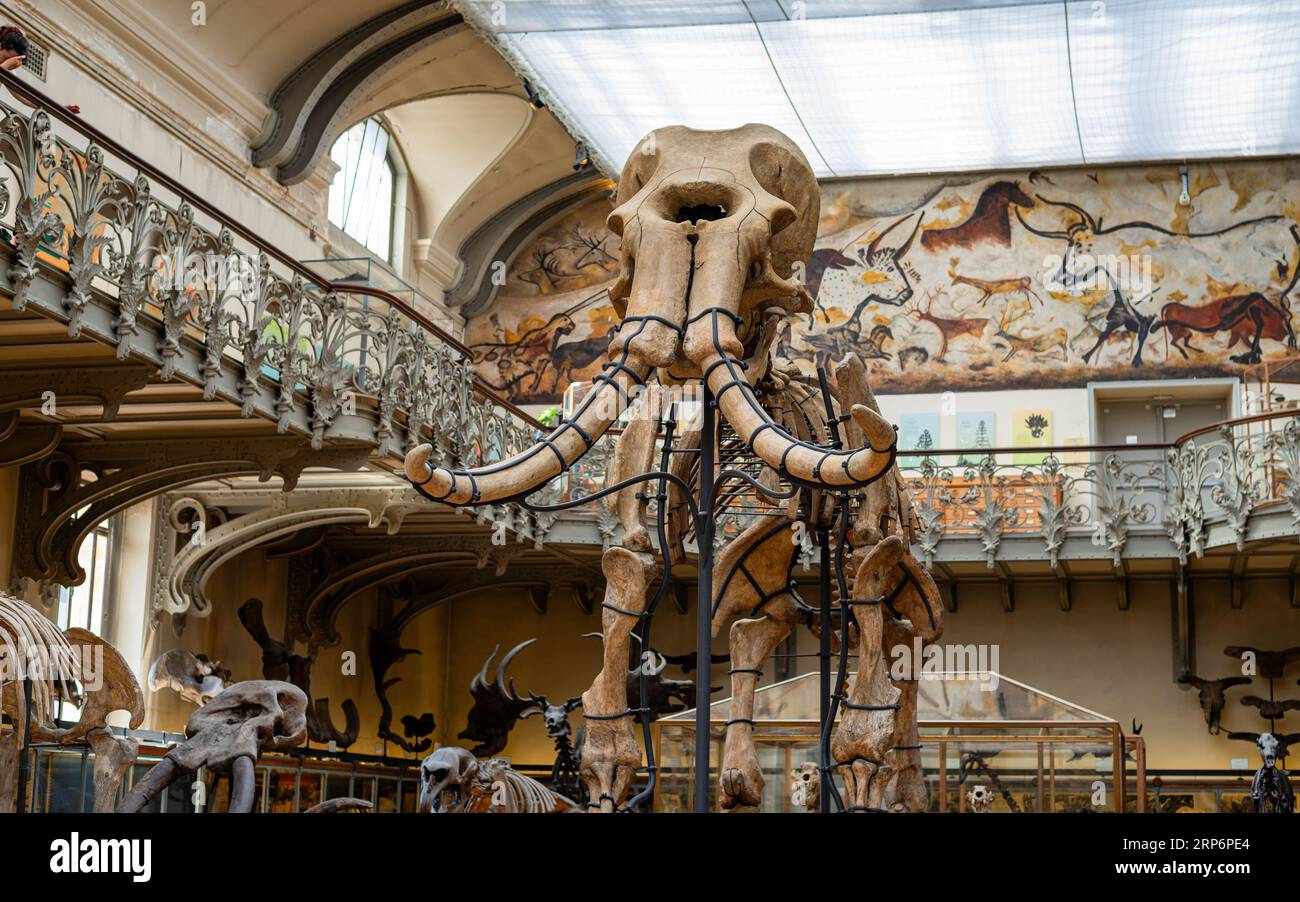 Durfort Mammoth nach seiner jüngsten Restauration in der Galerie für Paläontologie und Vergleichende Anatomie. Stockfoto