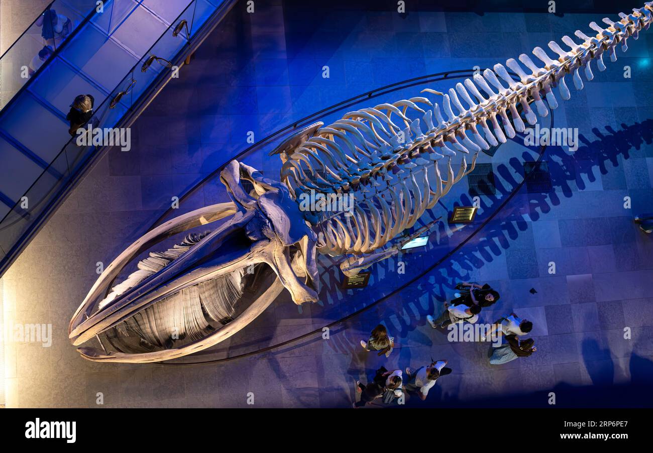 Walskelett von oben in der Grand Gallery of Evolution im National Museum of Natural History in Paris ausgestellt. Stockfoto