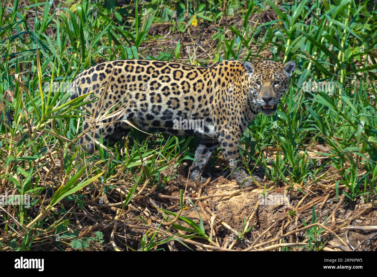 Jaguarjagd im Cuiaba River. Stockfoto