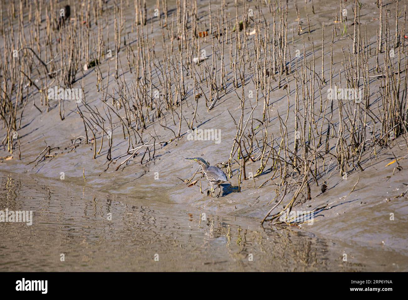 Sundarbans, Bangladesch: Der Streifenreiher (Butorides striata), auch bekannt als Mangrovenreiher, kleiner Grünreiher oder Grünreiher, in der Sundarba Stockfoto