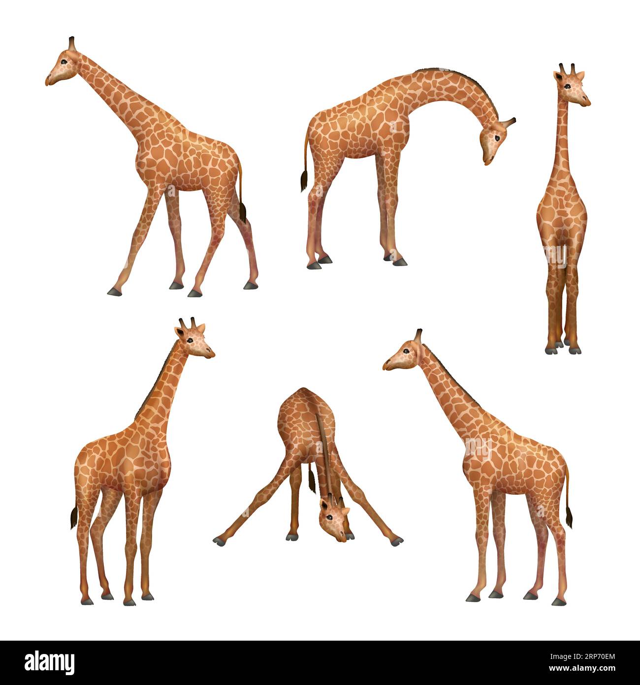 Giraffe. Wilde afrikanische Tiere stehende Giraffe anständige vektorrealistische Bildersammlung Stock Vektor
