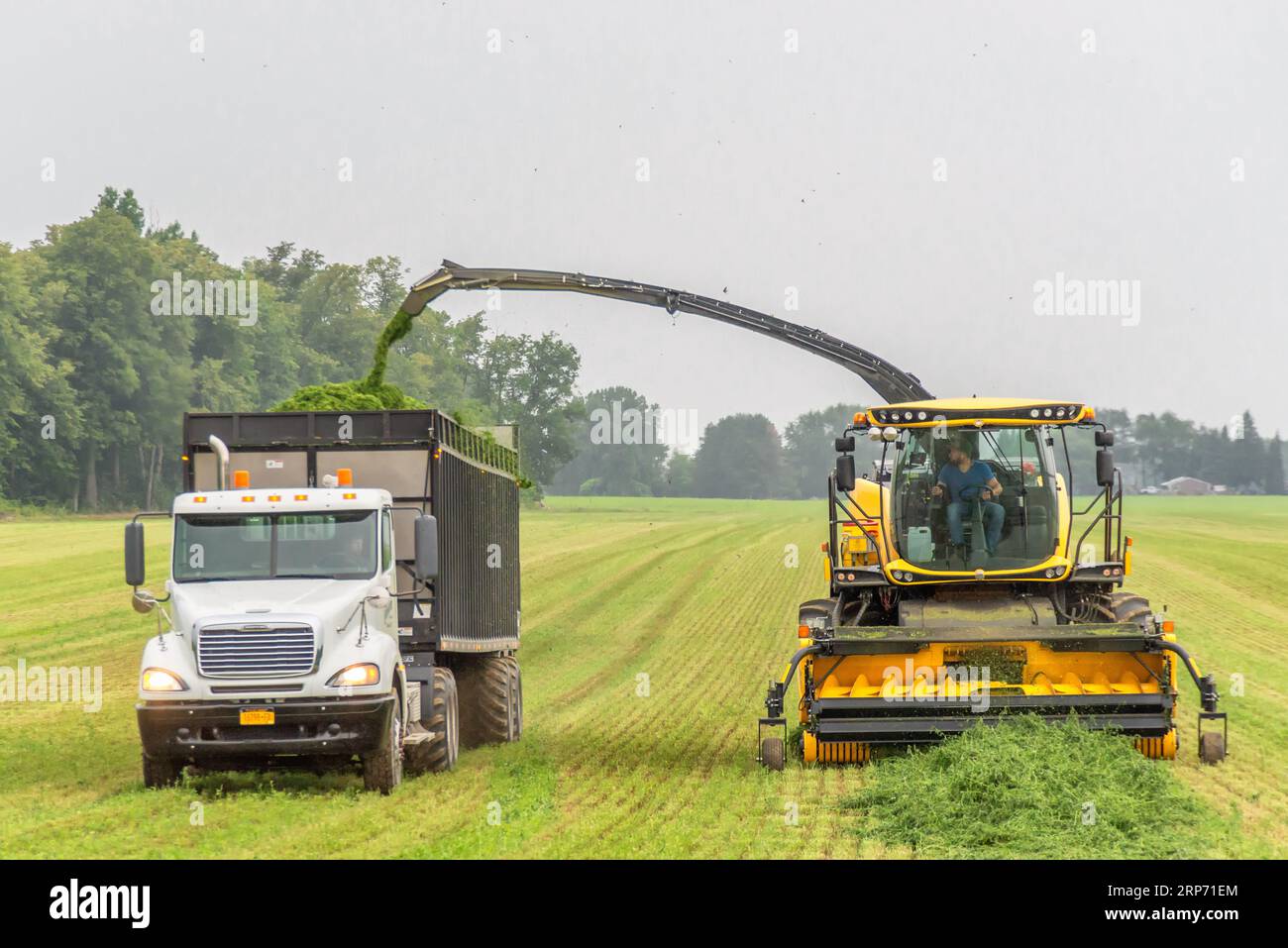 Heu für Silage ernten. Stanley, New York. USA. Stockfoto