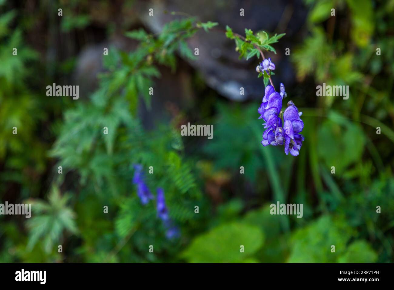 Monkshood (Aconitum), auch Aconit genannt, früher auch Wolfsbane, gehört zur Familie der Ranunculaceae. Es ist eine der giftigsten Pflanzen in Georgien Stockfoto