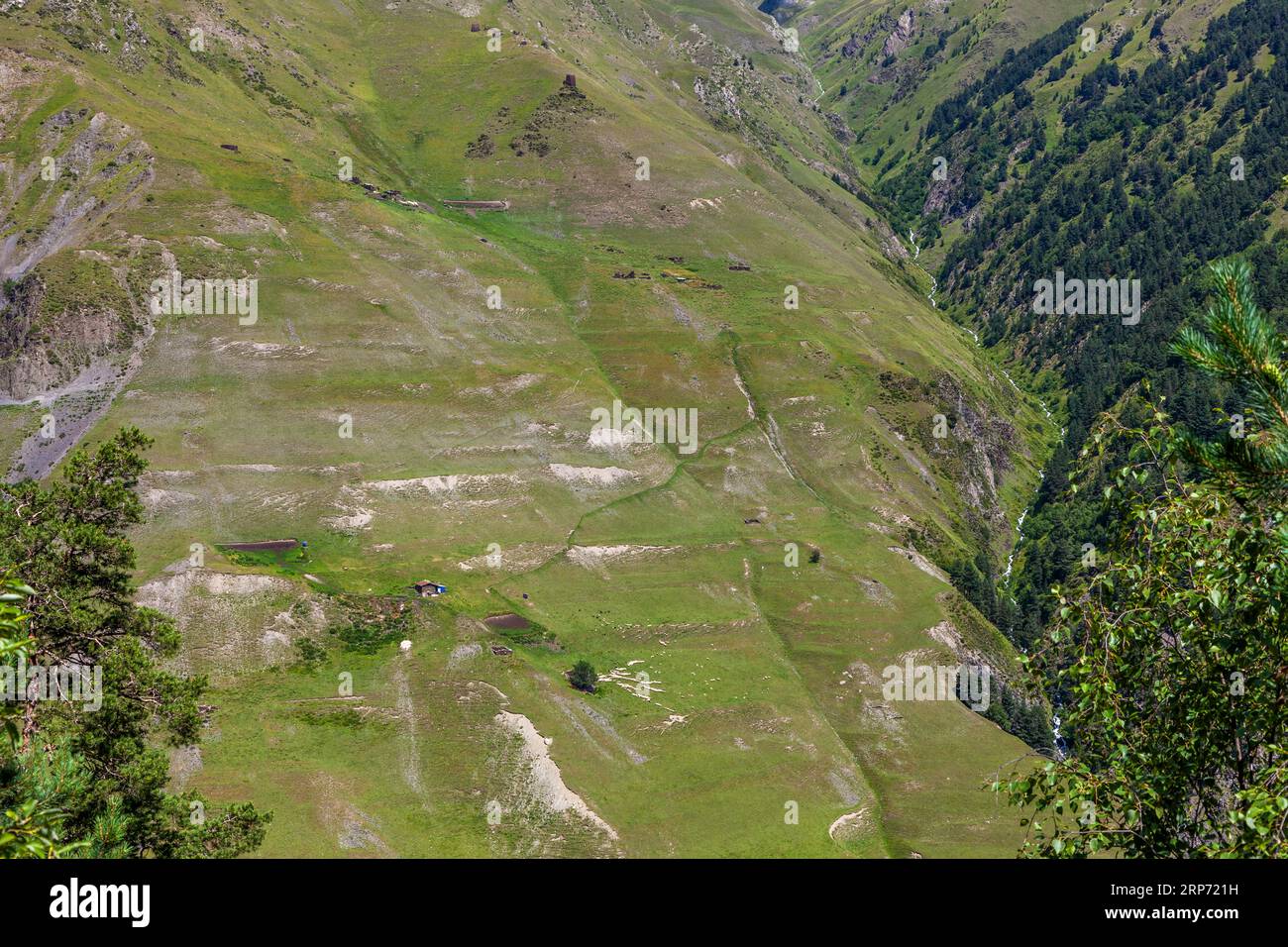 Schafherde auf einem Berghang in der Nähe von Dartlo in Tusheti, Georgia Stockfoto