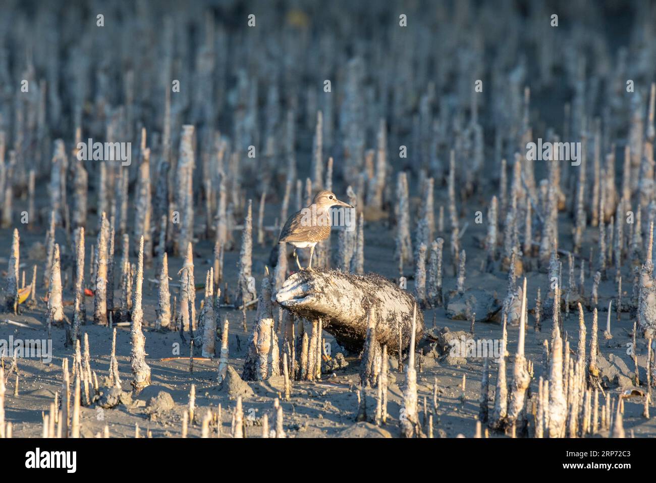 Sundarbans, Bangladesch: Ein kleiner Vogel, der in einem Kanal in den Sundarbans auf Nahrungssuche ist, ein UNESCO-Weltkulturerbe und ein Naturschutzgebiet. Es ist die Ple Stockfoto