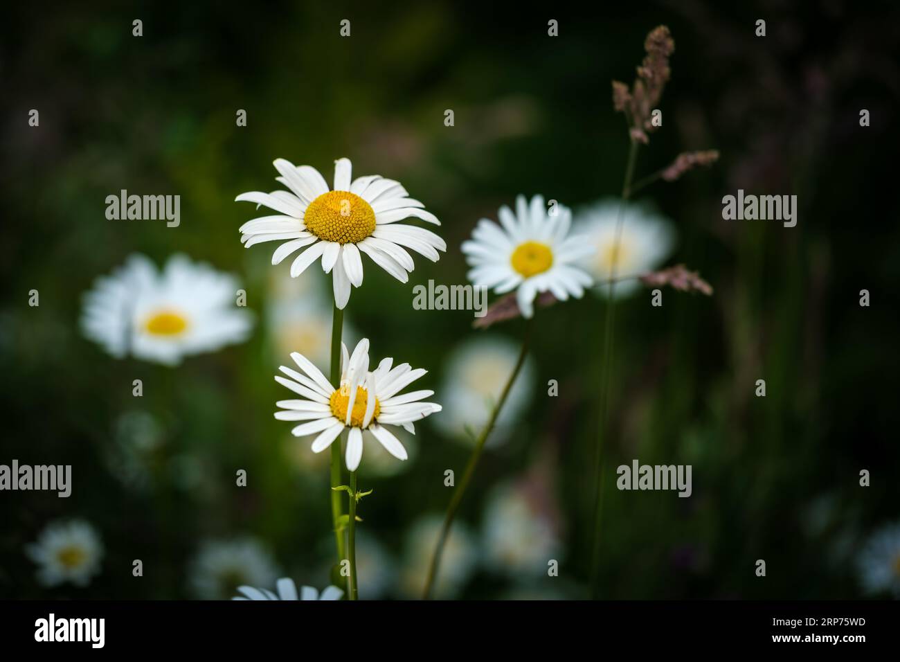 Weiße, helle Kamillenblüte, mehrjährige blühende Pflanze. Schöne wilde Blumen vor abstraktem dunkelgrünem Hintergrund der Natur. Wildblumen im Freien Stockfoto