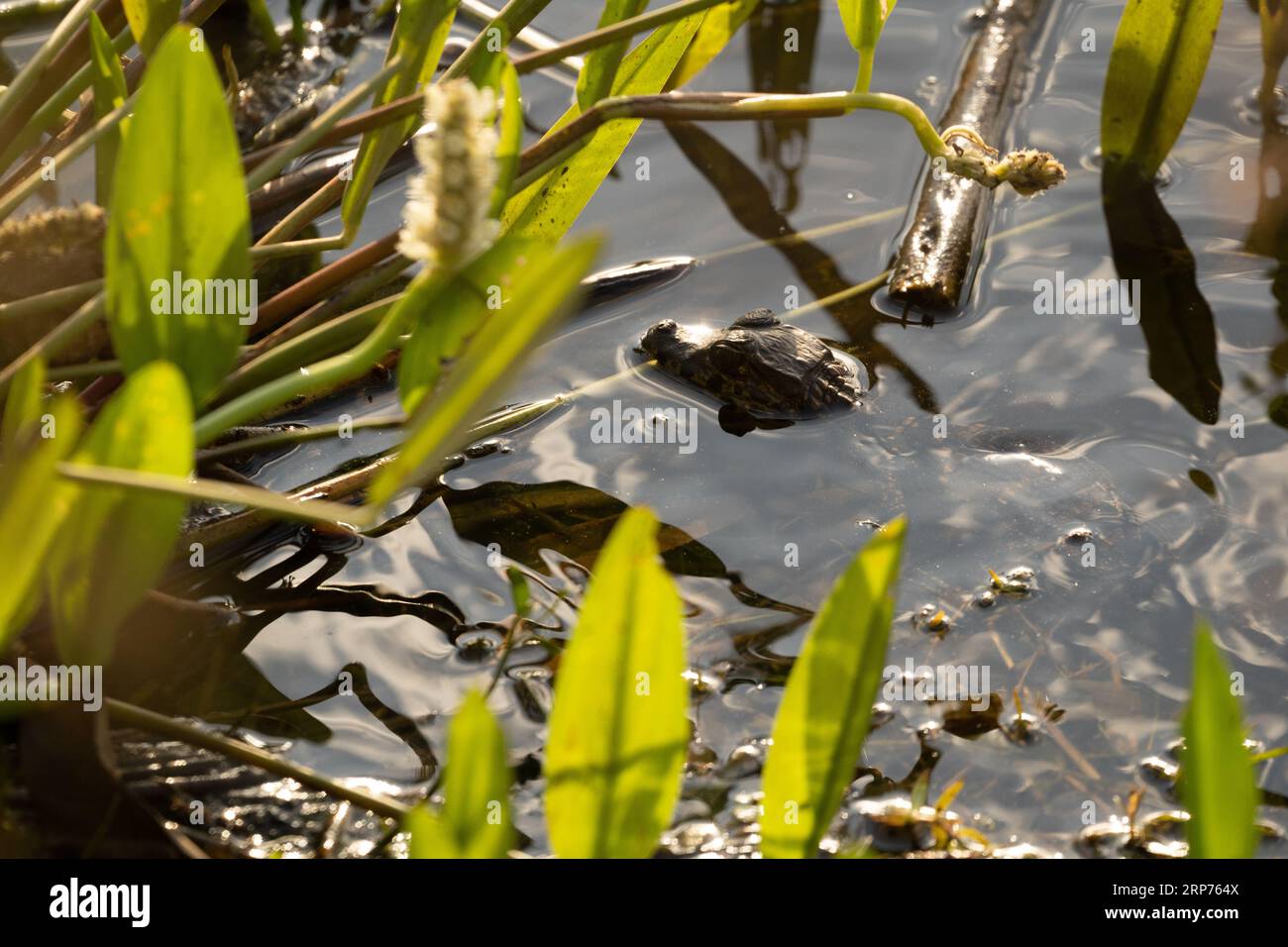 Baby-breiter geschnürter Kaiman versteckt in der aquatischen Vegetation im brasilianischen Pantanal. Stockfoto