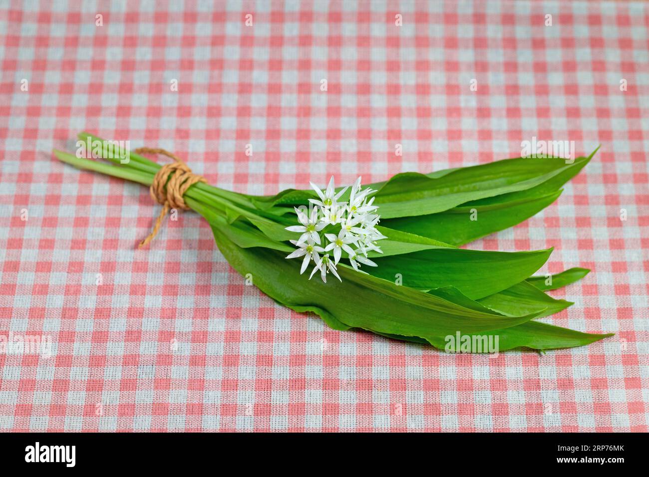 Wilde Knoblauchblätter und Blumen auf einem Küchentuch Stockfoto