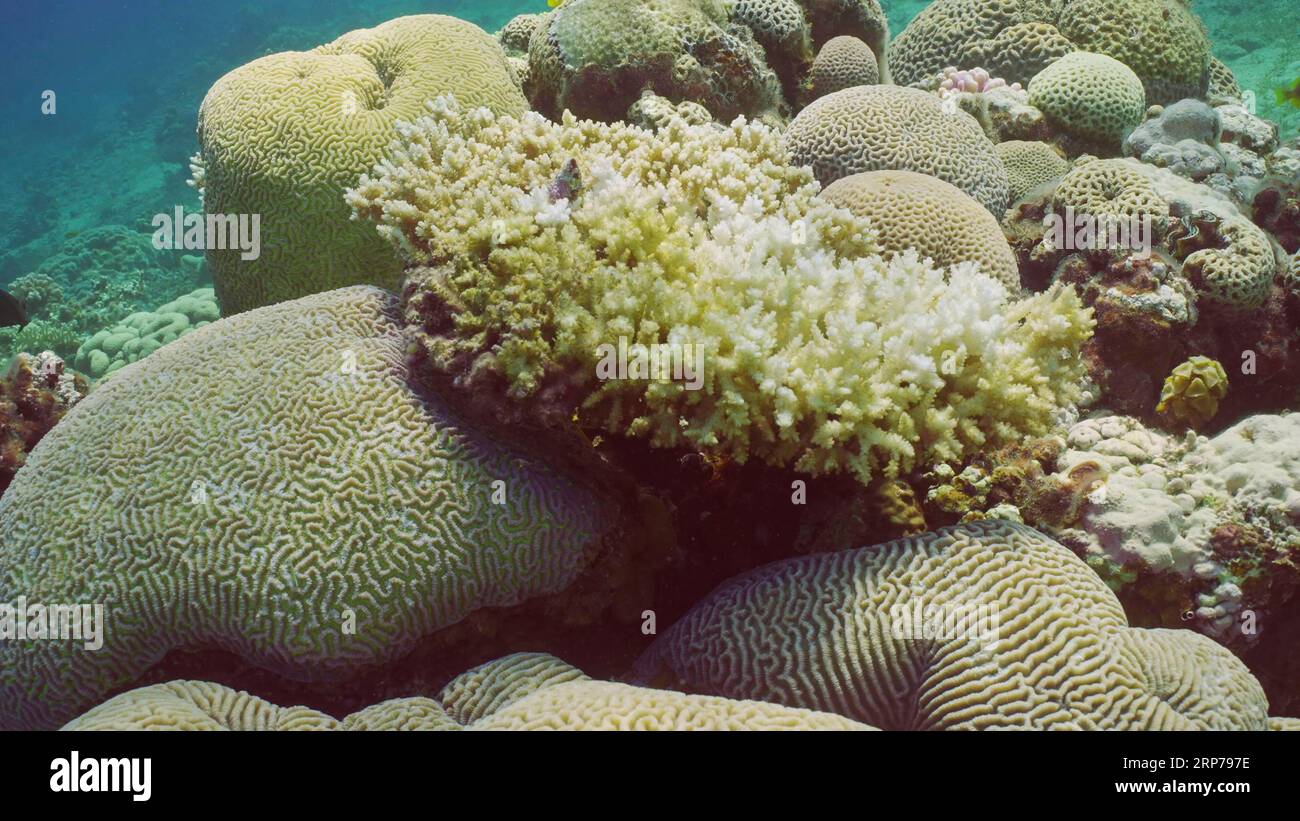 Prozess gebleicht Hard Table Coral (Acropora), Zeitlupe. Bleichen und Tod von Korallen durch übermäßige Meerwassererwärmung aufgrund des Klimawandels und Stockfoto