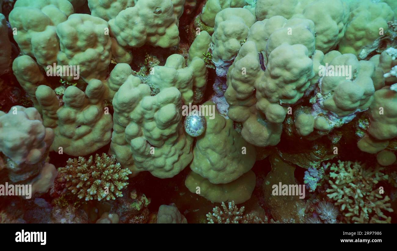 Einzelluläre Organismen Bubble Algae, Sea Traupe, Sailor's Eyeballs (Valonia ventricos) on Hand Corals, Red Sea, Safaga, Ägypten Stockfoto