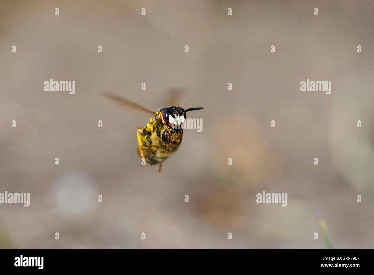 Europäischer Bienenwolf (Philanthus triangulum), im Flug, mit gefangener Biene, Bottrop, Ruhrgebiet, Nordrhein-Westfalen, Deutschland Stockfoto