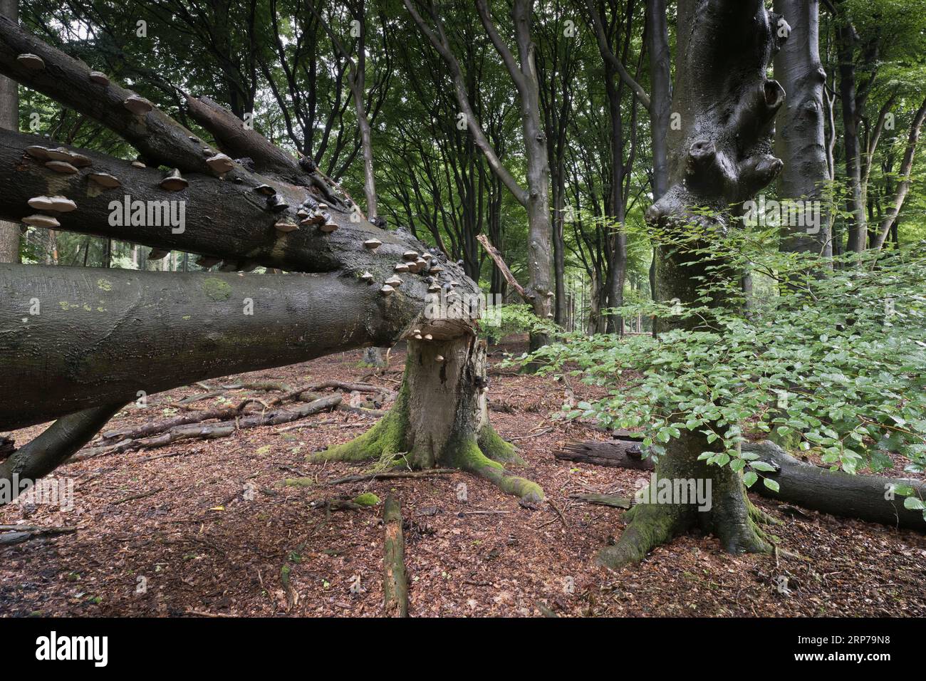 Alte, gefallene Kupferbuche (Fagus sylvatica) mit Skala (Fomes fomentarius), Emsland, Niedersachsen, Deutschland Stockfoto