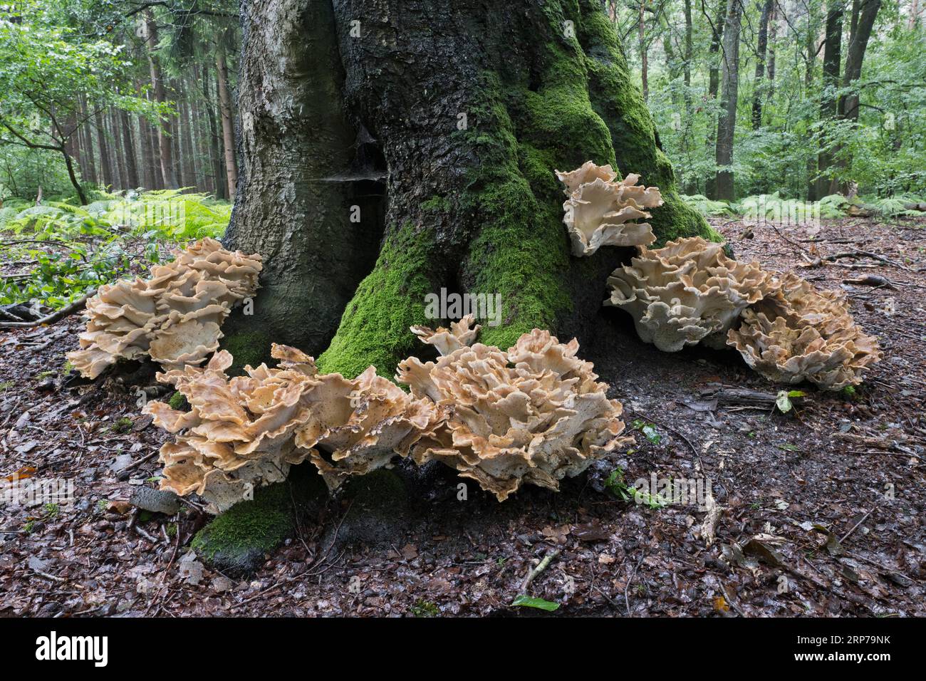 Riesenpolypore (Meripilus giganteus), Emsland, Niedersachsen, Deutschland Stockfoto