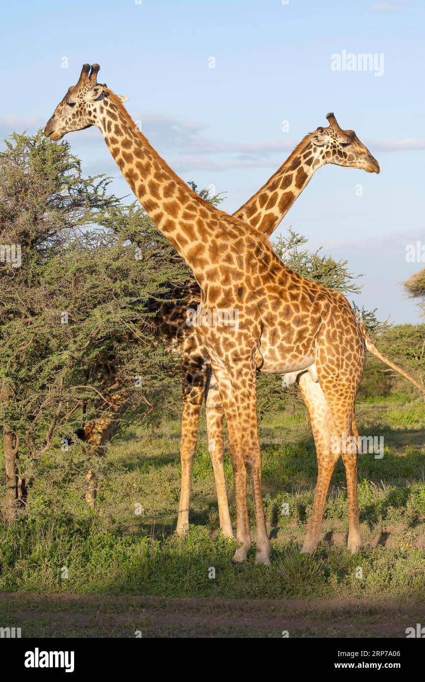Masai Giraffe (Giraffa tippelskirchi), 2 Stiere, im Morgenlicht, Ndutu Conservation Area, Tansania Stockfoto