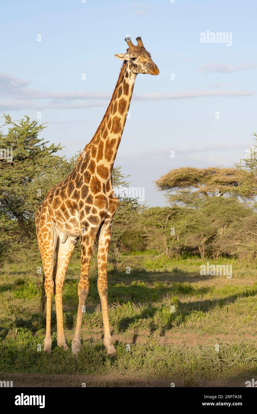 Masai Giraffe (Giraffa tippelskirchi), Stier, im Morgenlicht, Ndutu Conservation Area, Tansania Stockfoto