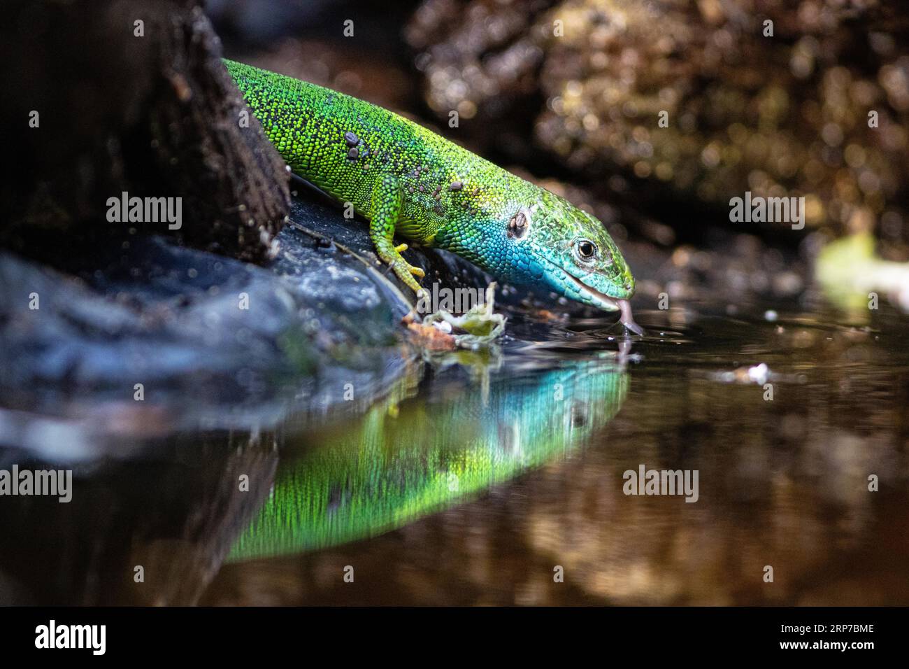 Grüne Eidechse (Lacerta viridis) männlich, Ungarn Stockfoto